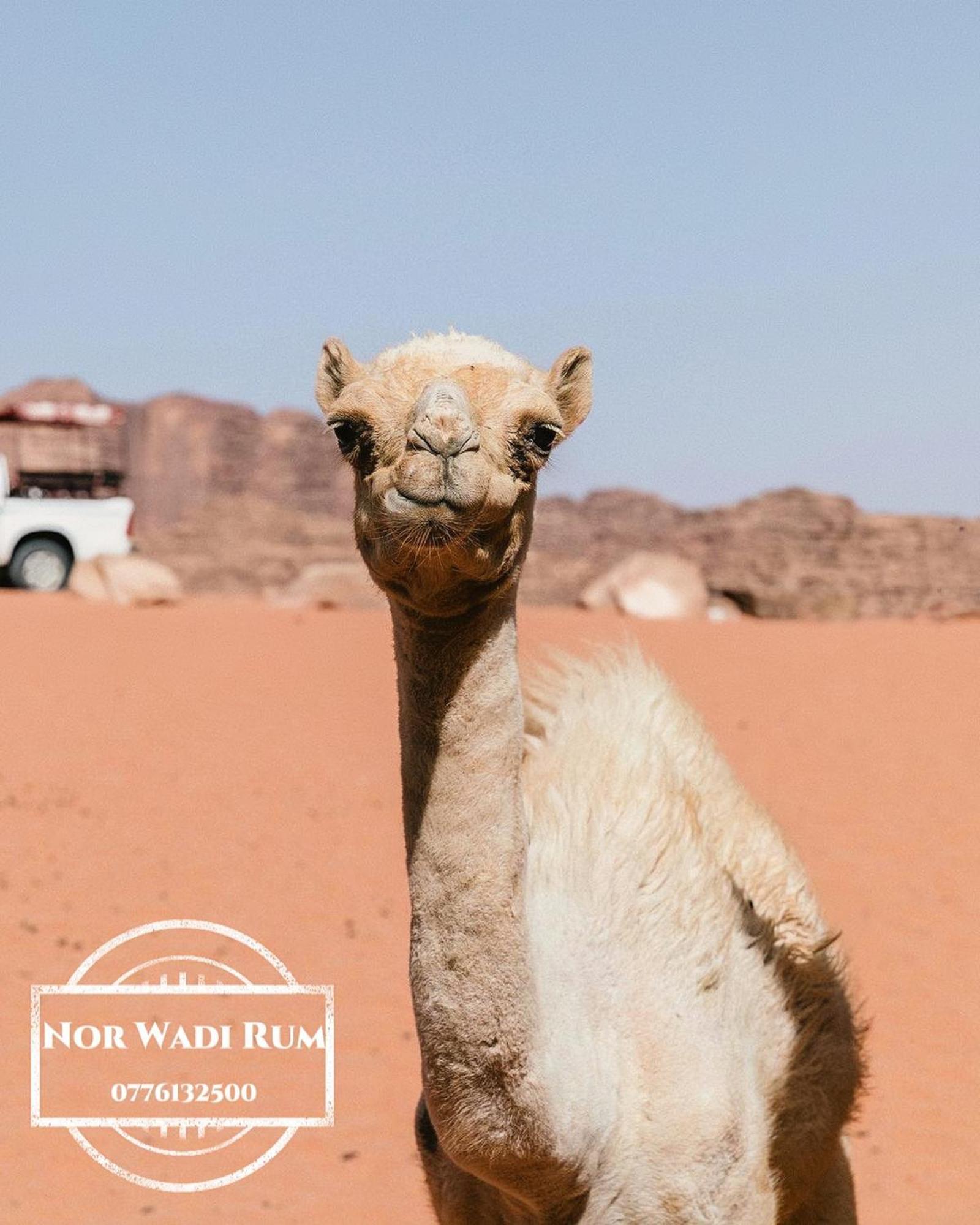 Nor Wadi Rum Bagian luar foto